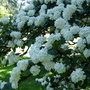 Glasnevin Botanic Gardens, Dublin