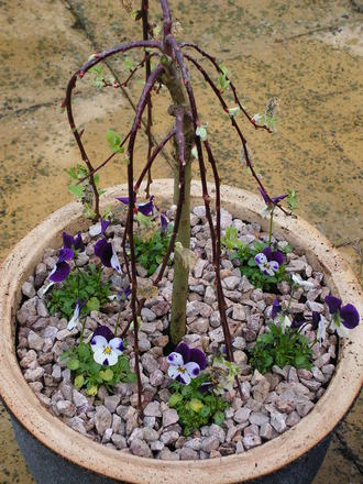 my pot,all planted up..........