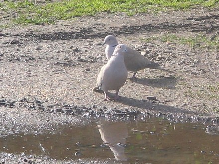 Cant collar the doves yet