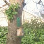 Churchgarden29