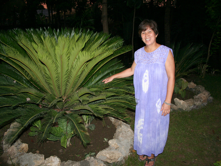 Sago palm