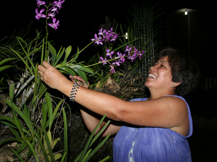 Purple Dendrobium