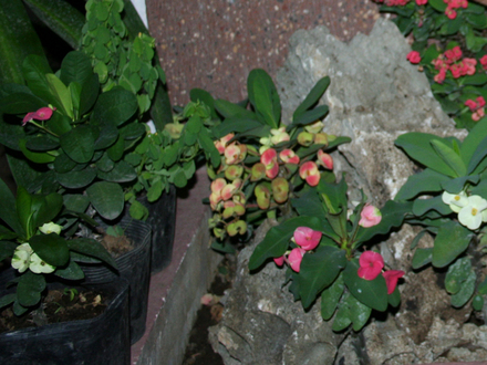 Euphorbia Millii (Thai Hybrid)