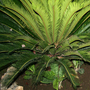 Sago Palm