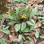 Yellow Trout Lily (Erythronium americanum (Adder Leaf))
