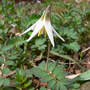 White Trout Lily (Erythronium albidum)