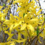 Forsythia (Forsythia)