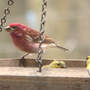 Purple_finch_male_goldfinch_male2_colors_4-12-08