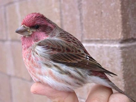 Male Purple Finch Recovering Crash