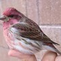 Male Purple Finch Recovering Crash