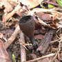Gray_urn_4-07-08