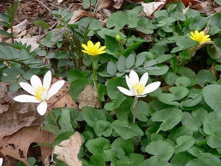 Lesser Celandine and Bloodroot (Ranunculus ficaria (Blameye))