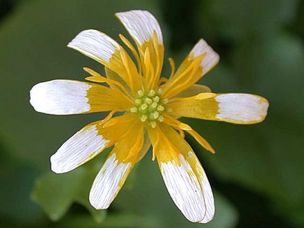 Lesser Celandine (Ranunculus ficaria (Blameye))