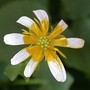 Lesser Celandine (Ranunculus ficaria (Blameye))