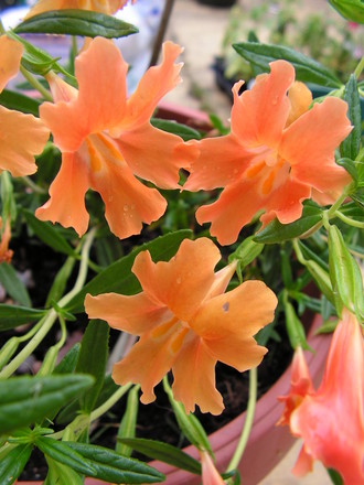 MIMULUS AURANTIACUS - STICKY MONKEY FLOWER (M. aurantiacus)
