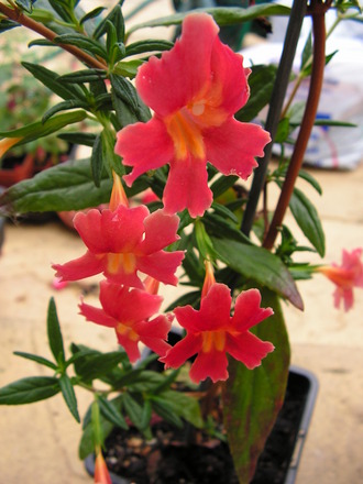 MIMULUS AURANTIACUS RED