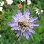 Hoverfly_on_scabious