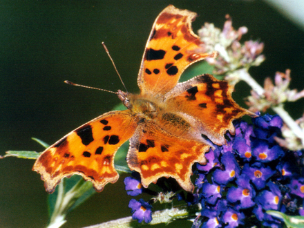 Comma butterfly on Buddleia