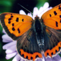 Small Copper on a Michaelmas Daisy