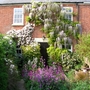 My lovely Wisteria (Wisteria floribunda'macrobotrys')