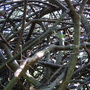 Deep inside my Cotoneaster
