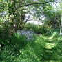 Bluebell wood
