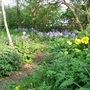 Bluebells and Welsh poppies (Hyacinthoides hispanica,Meconopsis cambrica)