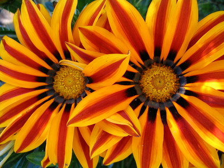 Gazania