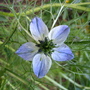 Love-in-a-mist  (Nigella damascena (Love-in-a-mist))