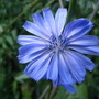 Chicory (Cichorium intybus (Blue Sailors))