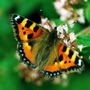 Small Tortoiseshell on Marjoram