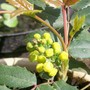 A garden flower photo (Mahonia aquifolium)