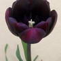 14_4_5.jpg (Tulipa)