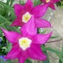 14_4_1.jpg (Tulipa)