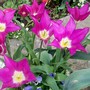 14_4_2.jpg (Tulipa)