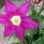 14_4_3.jpg (Tulipa)