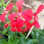 Red Ivy Leaf Geranium (Pelargonium)