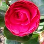 Camellia 'Rosedale's Beauty' (Camellia japonica (Camellia))