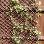 Clematis Pixie (Clematis 'pixie')
