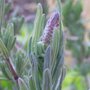 French lavender Bud!