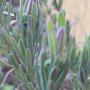 French Lavender