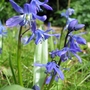 Siberian Squill (Scilla siberica (Siberian squill))