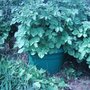 Potatoes i (Solanum tuberosum)