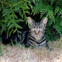 Bridie_under_the_hedge