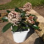 Skimmia Japonica