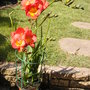 Red Freesia