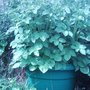 potatoes  (Solanum tuberosum)