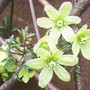 14_4_21.jpg (Clematis 'pixie')