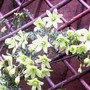 14_4_22.jpg (Clematis 'pixie')