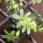 14_4_23.jpg (Clematis 'pixie')